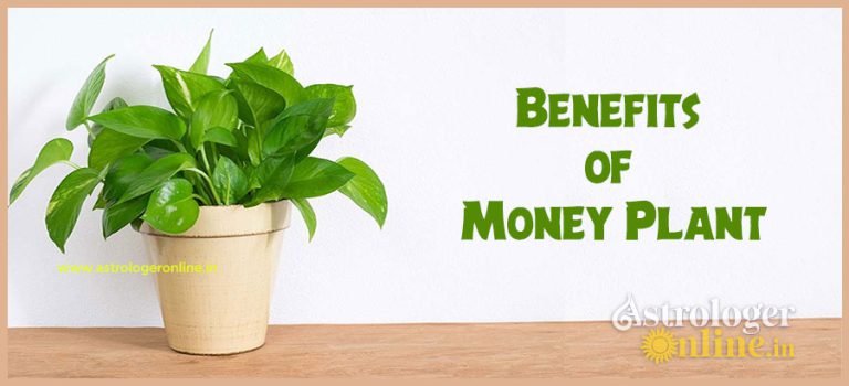 Benefits of Money Plant